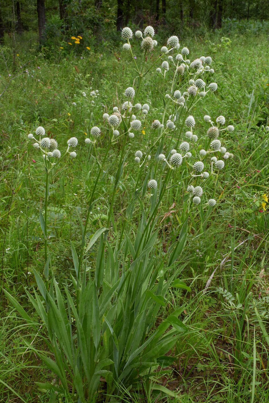 Rattlesnake Master (Eryngium yuccifolium) — spiny greenish-white globe inflorescence