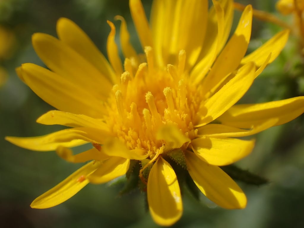 Viscid camphor-daisy (Rayjacksonia annua)