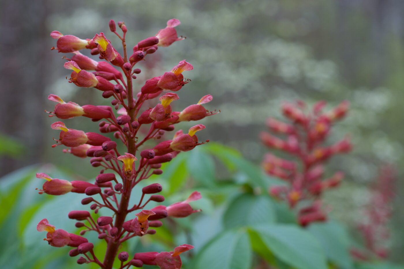 Red Buckeye (Aesculus pavia) — upright panicle of tubular scarlet flowers above palmate leaves