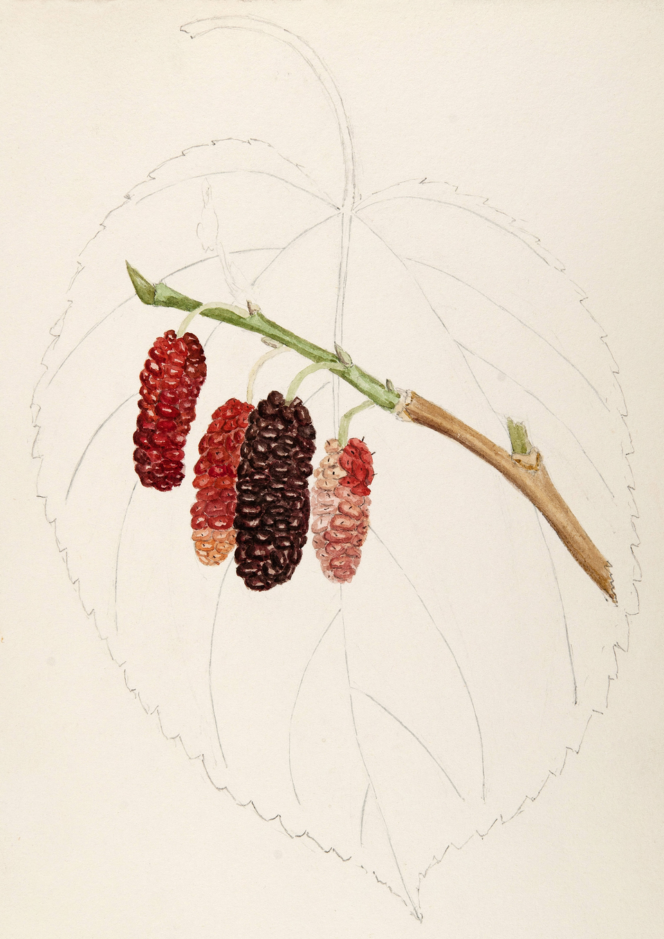 Red Mulberry (Morus rubra) branch laden with ripe dark purple aggregate fruits among large ovate leaves