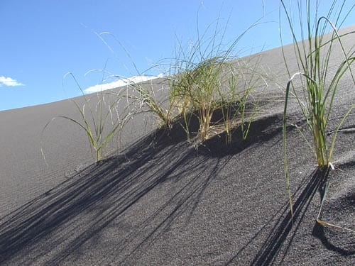Blowout grass (Redfieldia flexuosa)