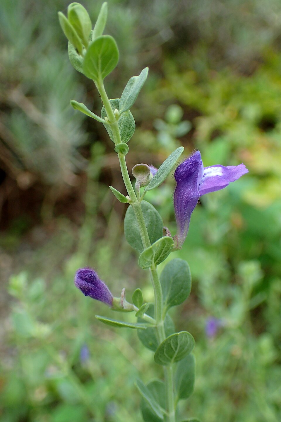 Resinous Skullcap (Scutellaria resinosa) with bright blue-purple two-lipped flowers and resin-dotted leaves