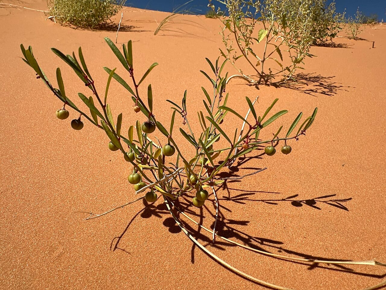Sand reverchonia (Reverchonia arenaria)