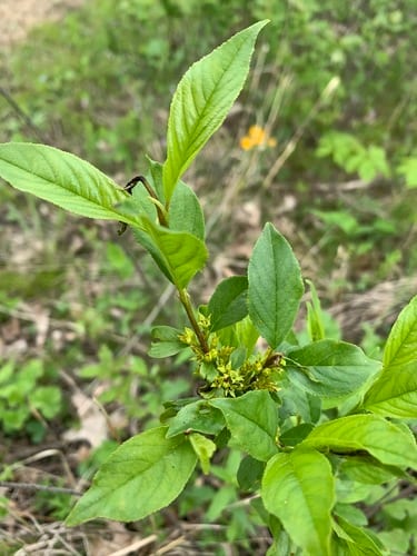 Lanceleaf buckthorn (Rhamnus lanceolata)