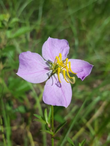Maryland meadow beauty (Rhexia mariana var. mariana)