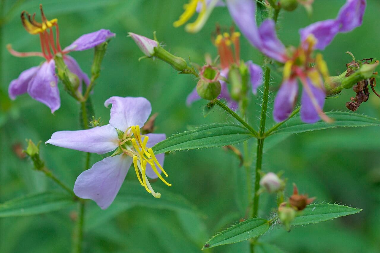Maryland meadow beauty (Rhexia mariana)