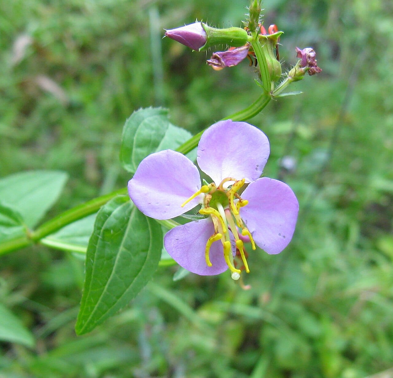 Handsome-harry (Rhexia virginica)