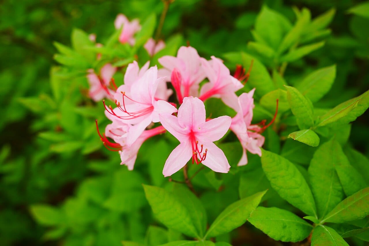 Early azalea (Rhododendron prinophyllum)