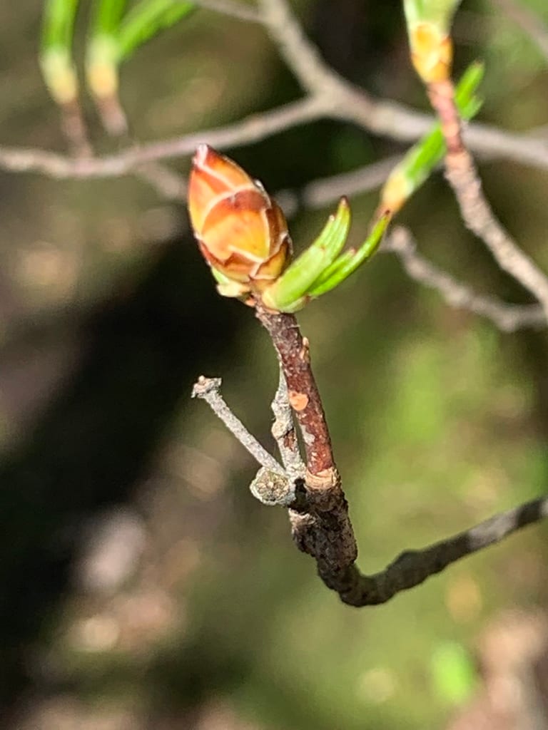 Swamp azalea (Rhododendron viscosum)