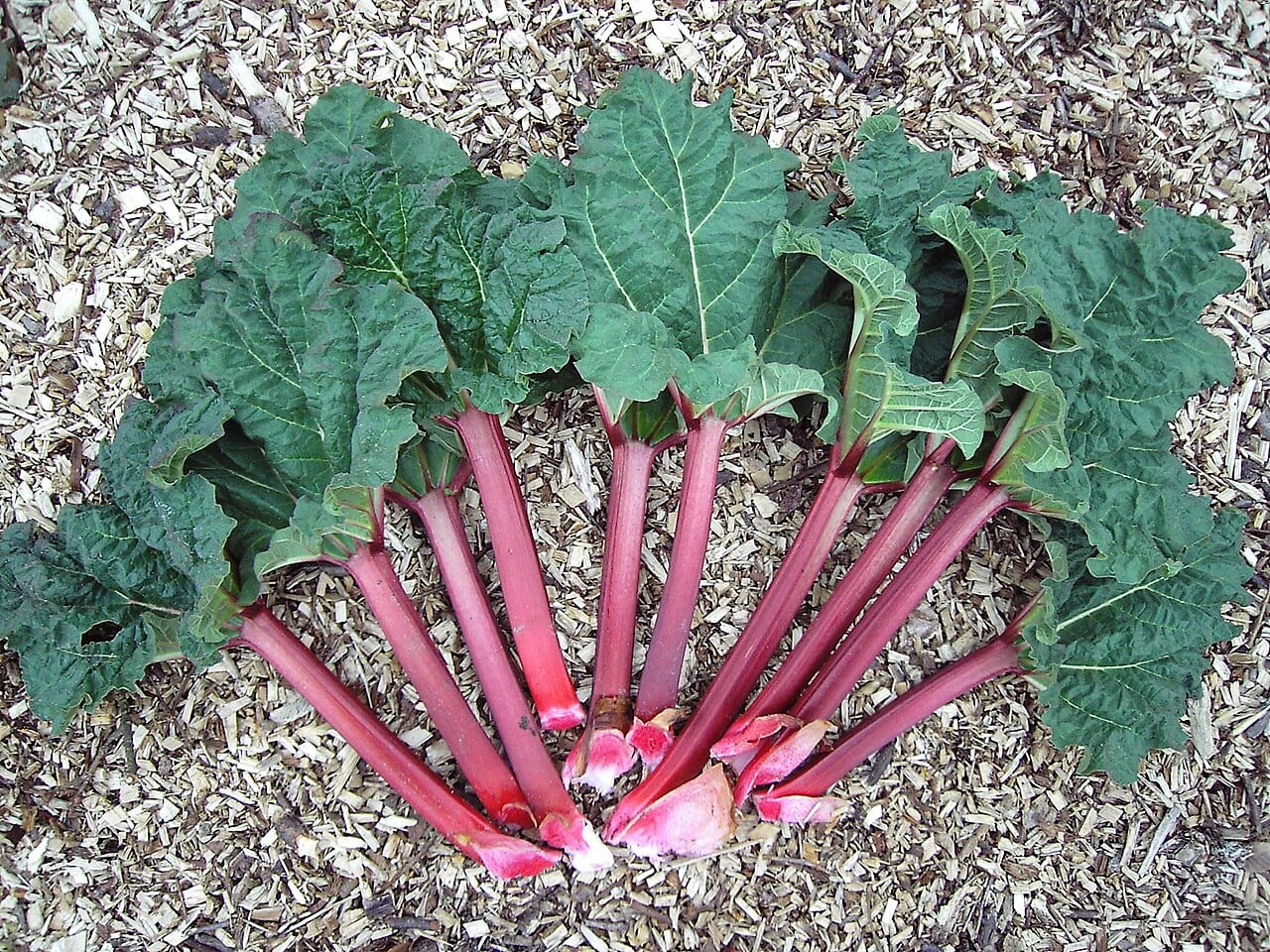 Rhubarb (Rheum × hybridum)