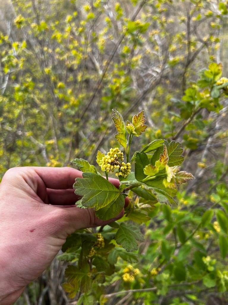 Fragrant sumac (Rhus aromatica var. aromatica)