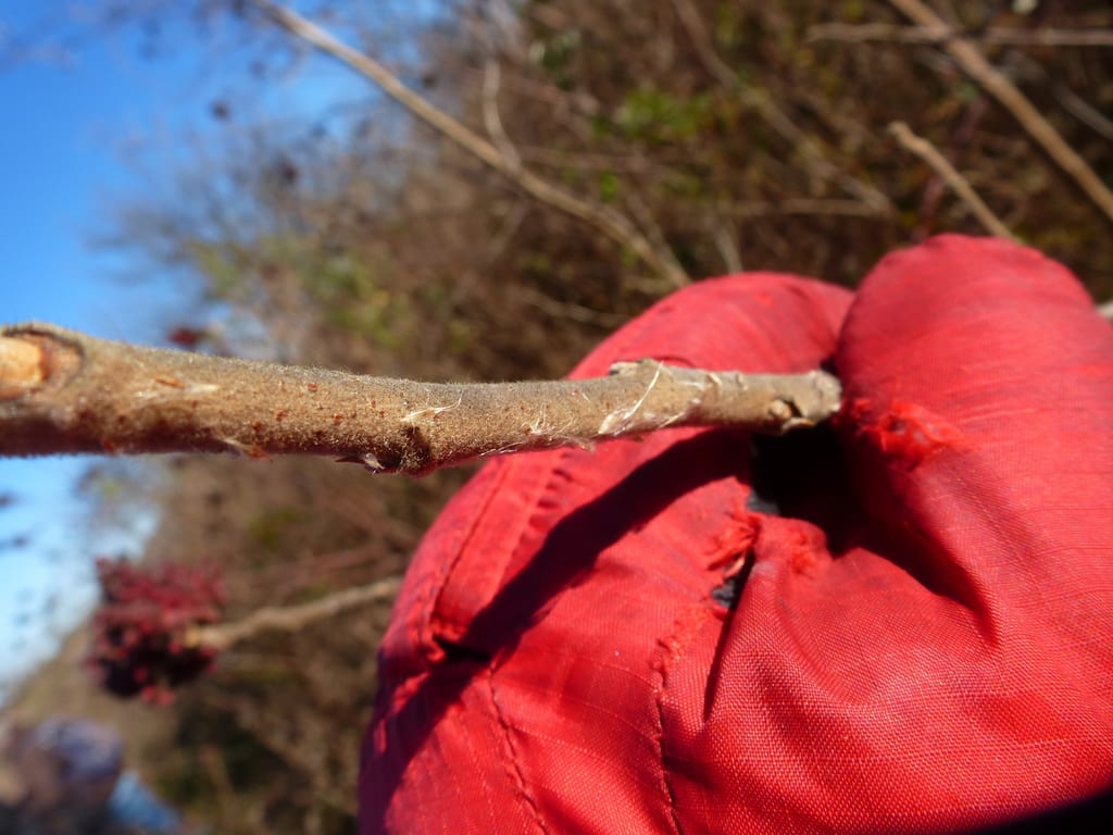 Winged sumac (Rhus copallinum var. latifolia)