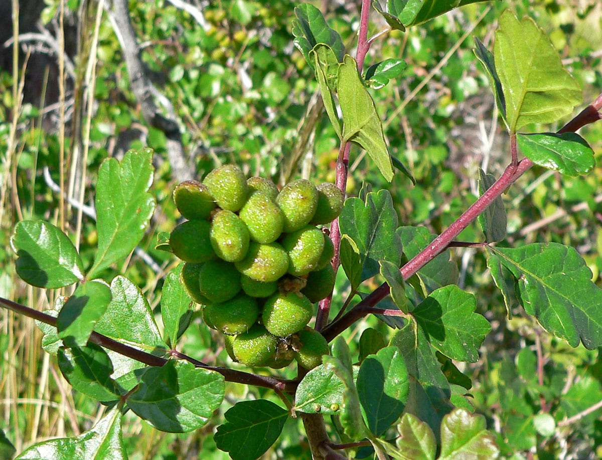 Skunkbush (Rhus trilobata)