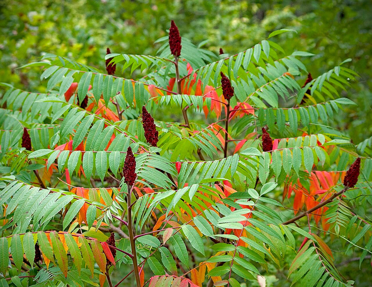 Staghorn sumac (Rhus typhina)