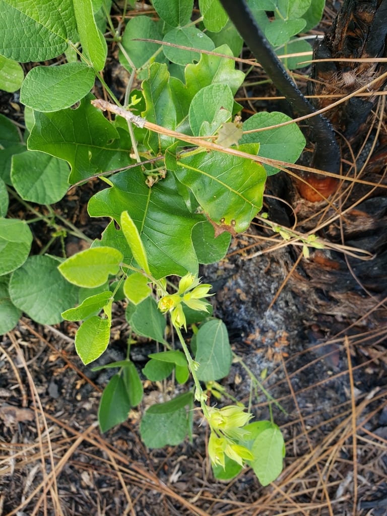 Doubleform snoutbean (Rhynchosia difformis)