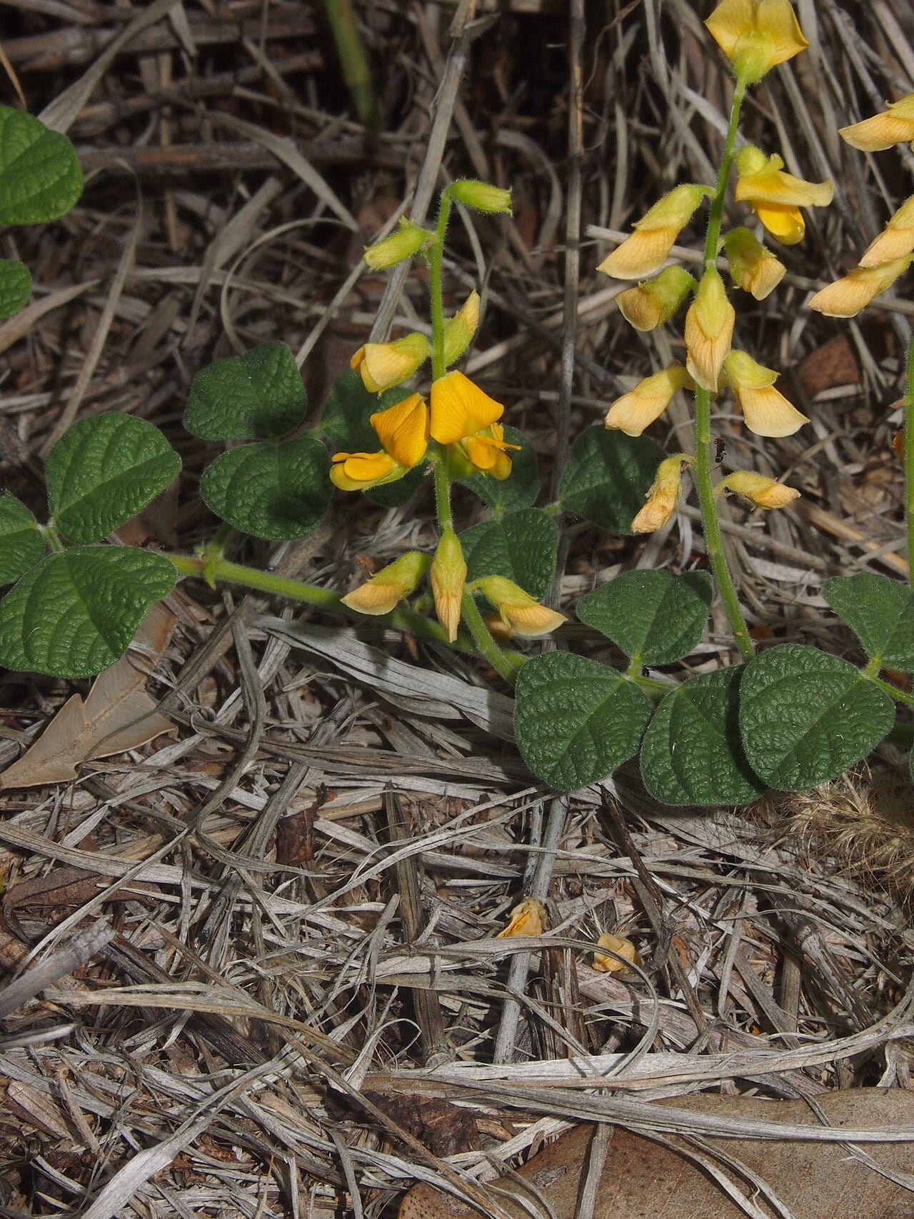 Least snoutbean (Rhynchosia minima)