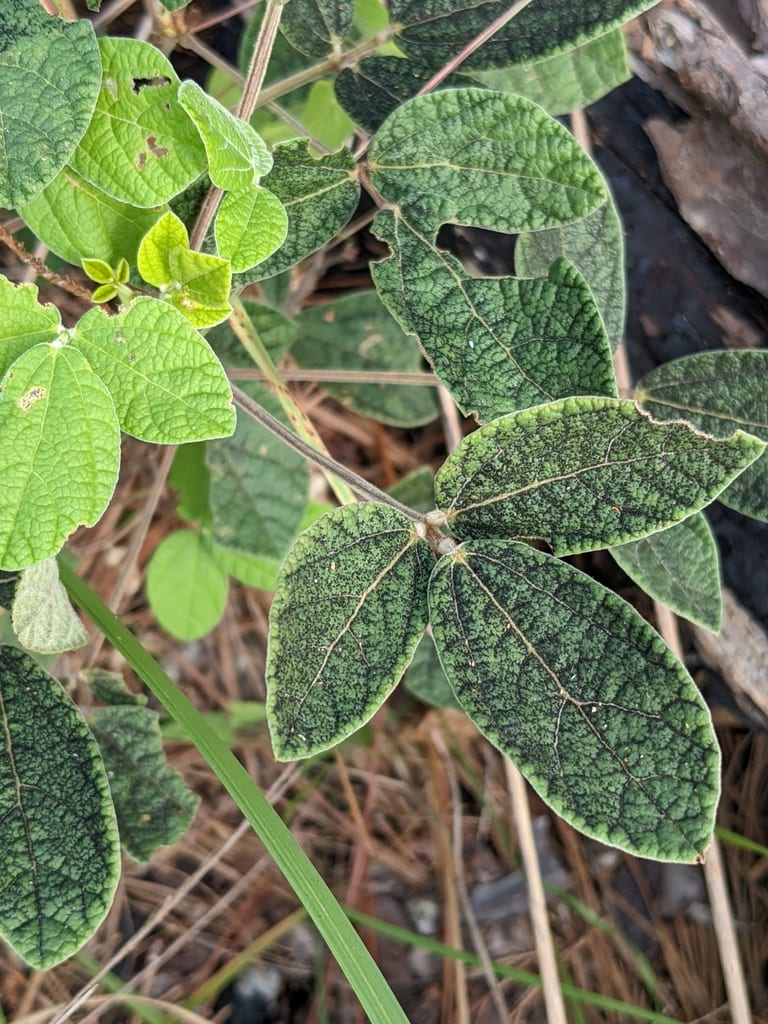 Twining snoutbean (Rhynchosia tomentosa var. tomentosa)