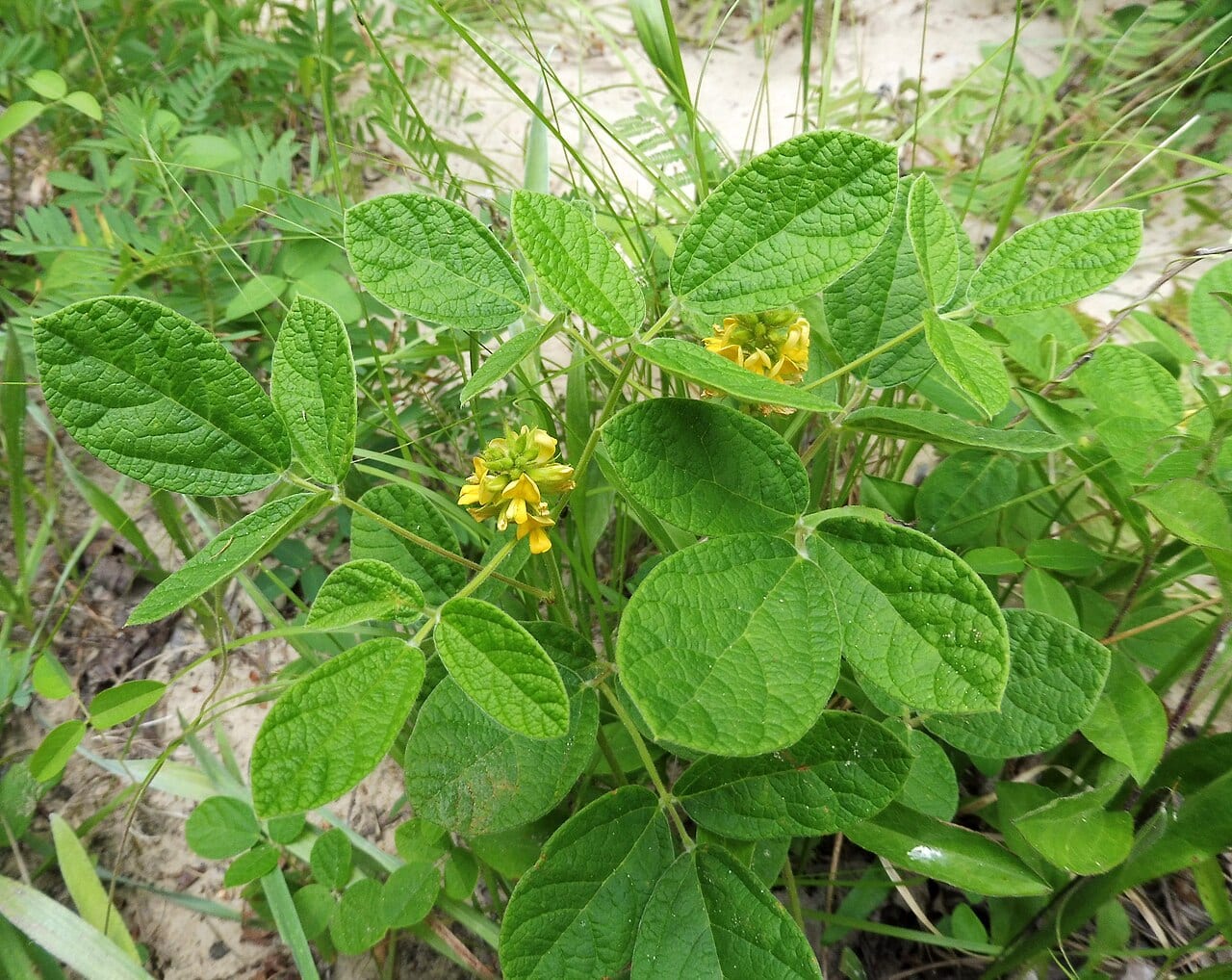 Twining snoutbean (Rhynchosia tomentosa)