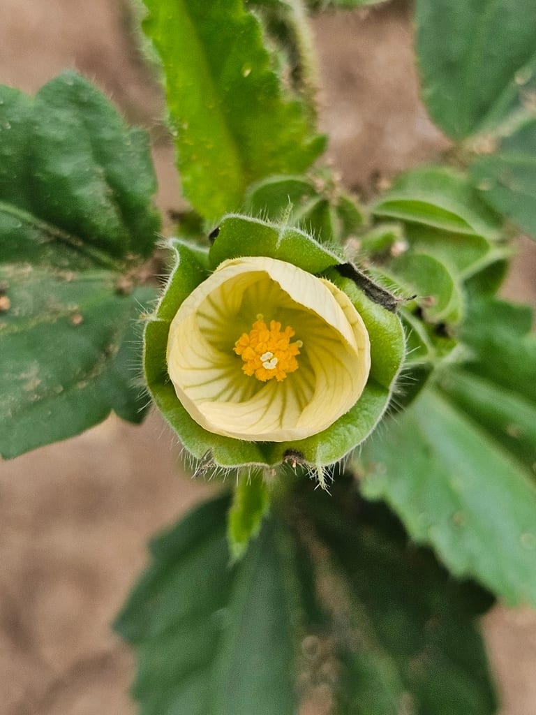 Bladderpod sida (Rhynchosida physocalyx)