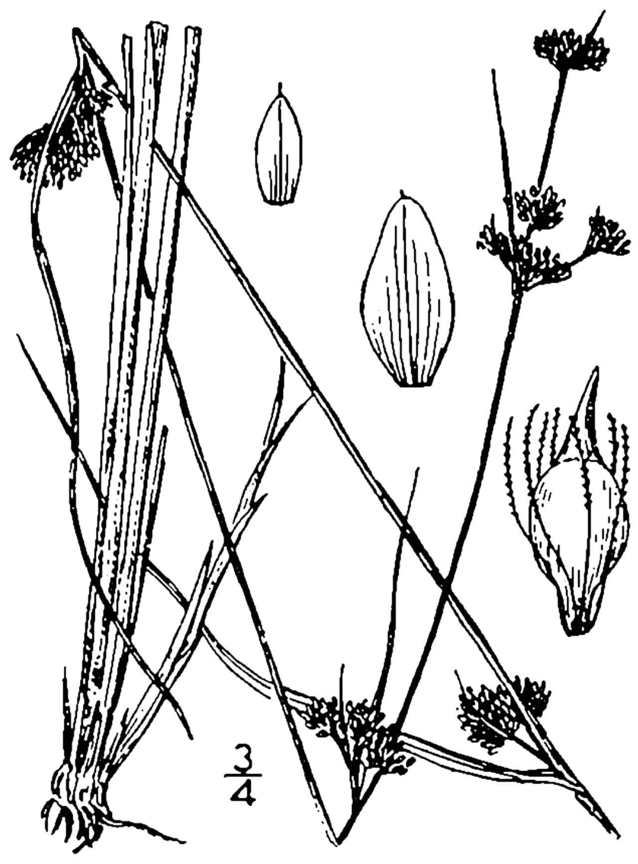 Needle beaksedge (Rhynchospora capillacea)