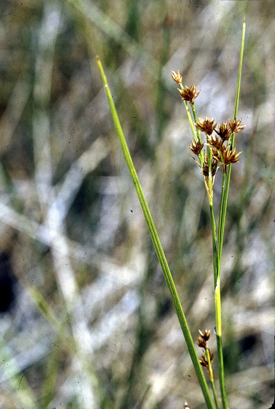 Brownish beaksedge (Rhynchospora capitellata)