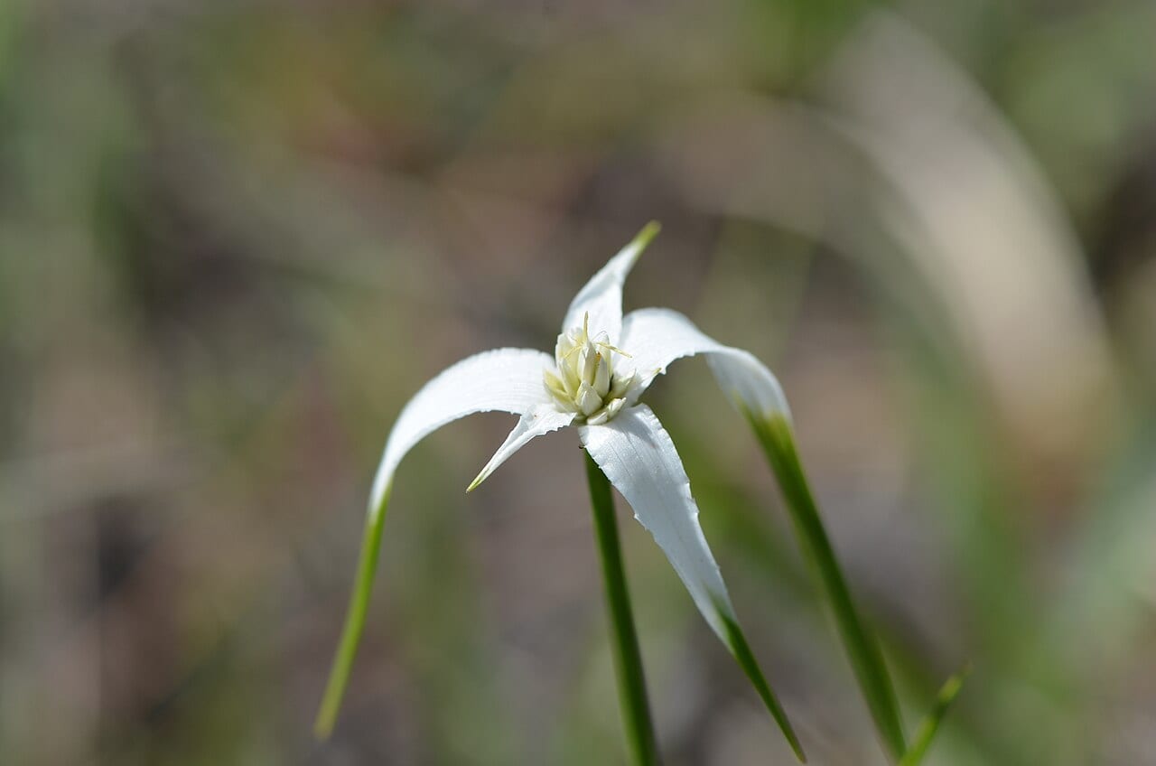 Whitetop sedge (Rhynchospora colorata)