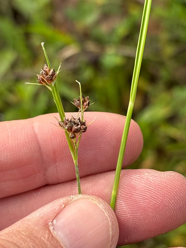 Globe beaksedge (Rhynchospora globularis var. globularis)