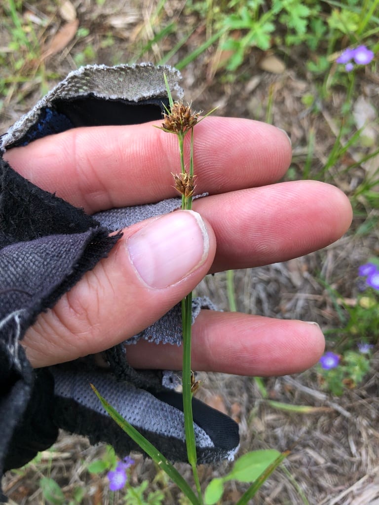 Harvey's beak sedge (Rhynchospora harveyi var. harveyi)