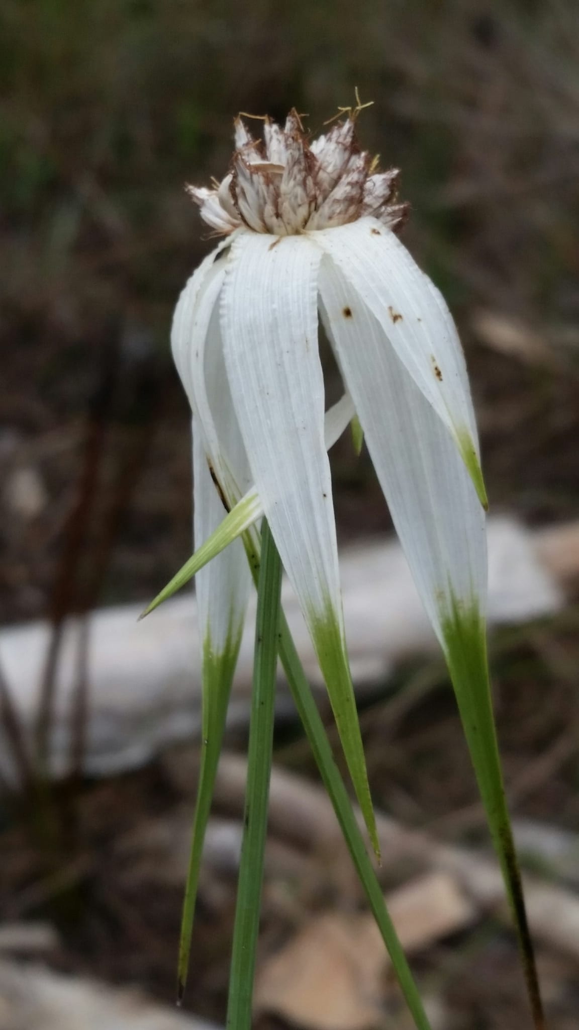 Sand-swamp whitetop sedge (Rhynchospora latifolia)