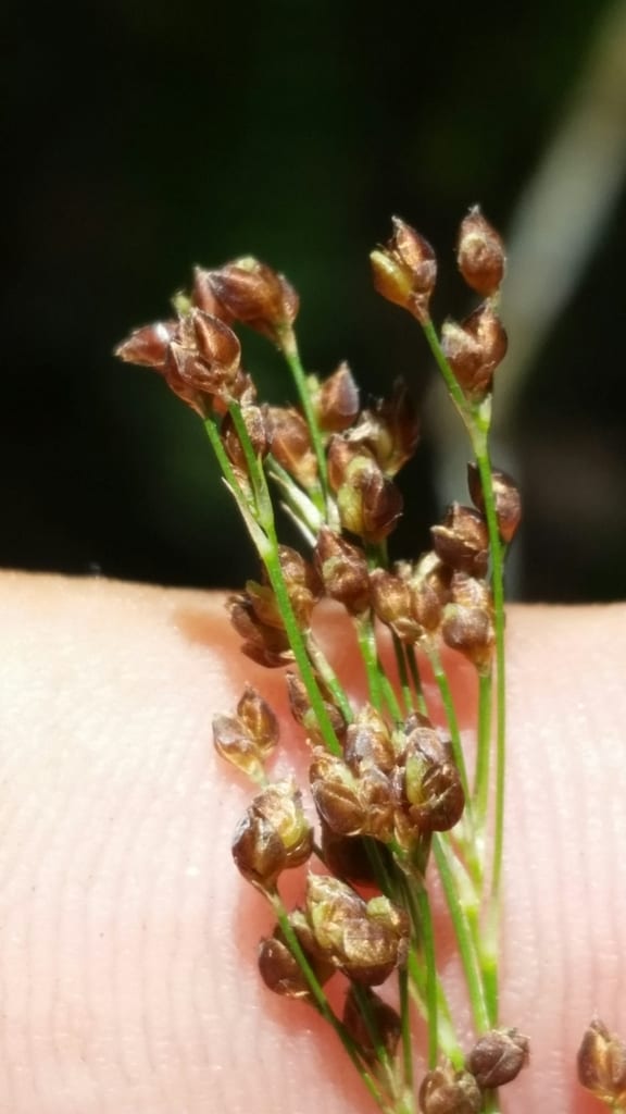 Southern beak sedge (Rhynchospora microcarpa)