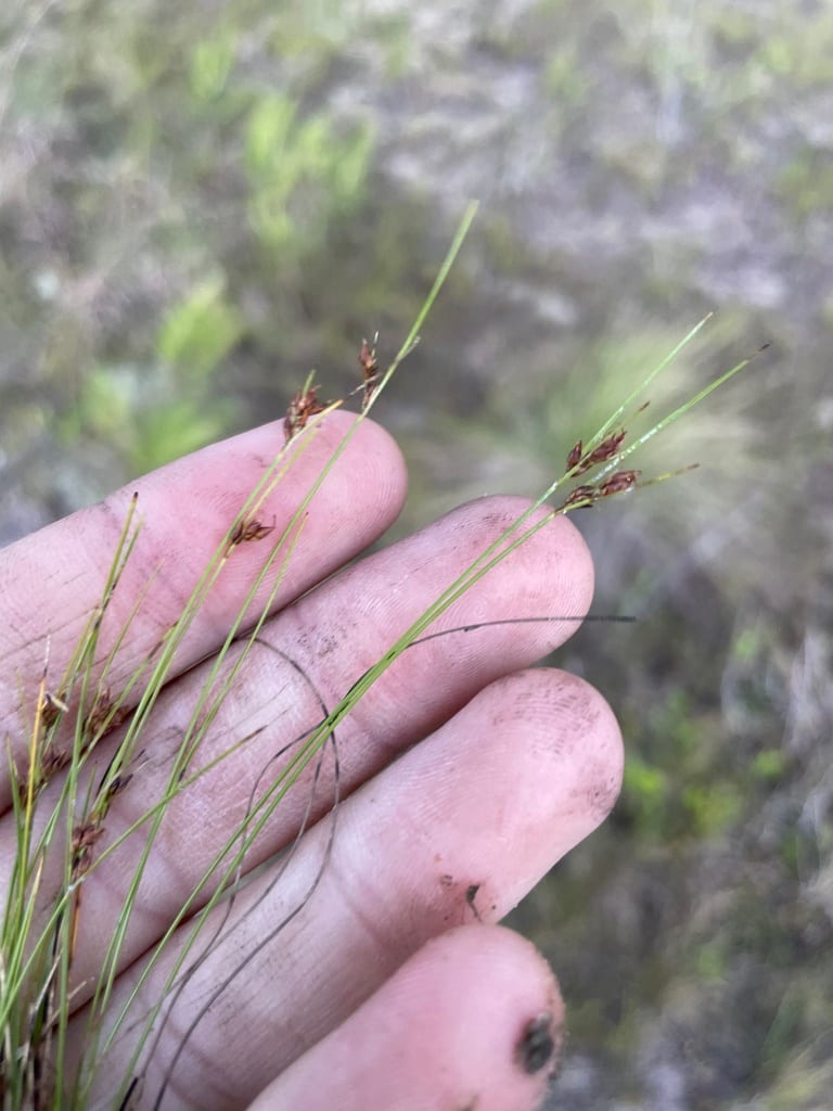 Plumed beak sedge (Rhynchospora plumosa)