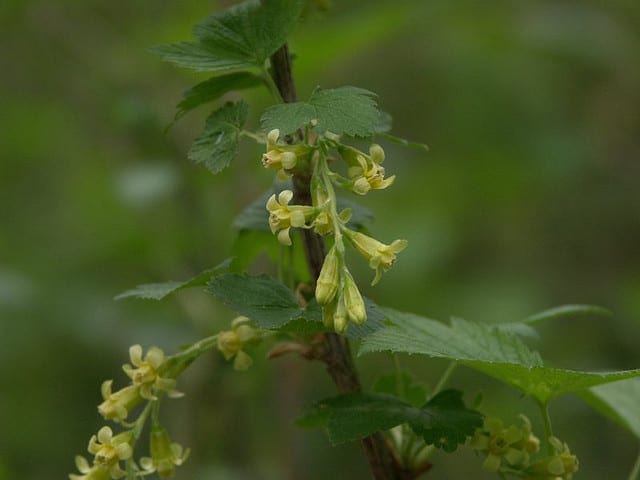 American black currant (Ribes americanum)