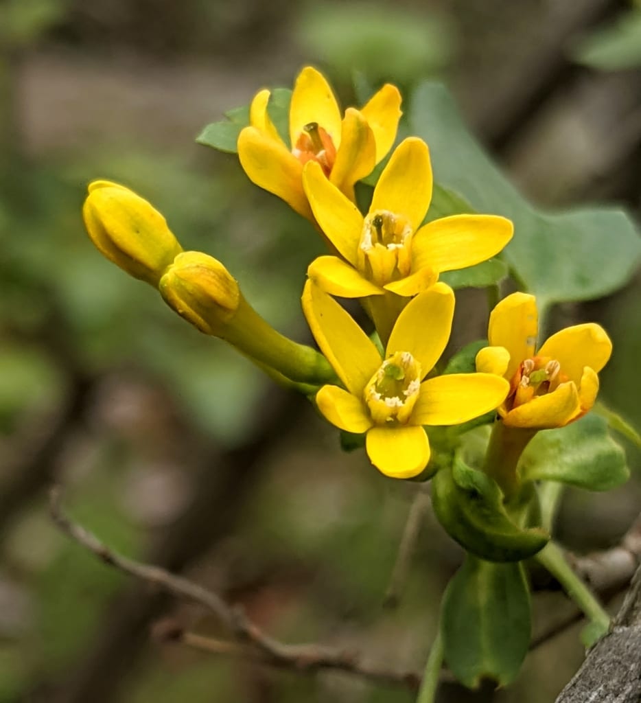 Clove currant (Ribes aureum var. villosum)