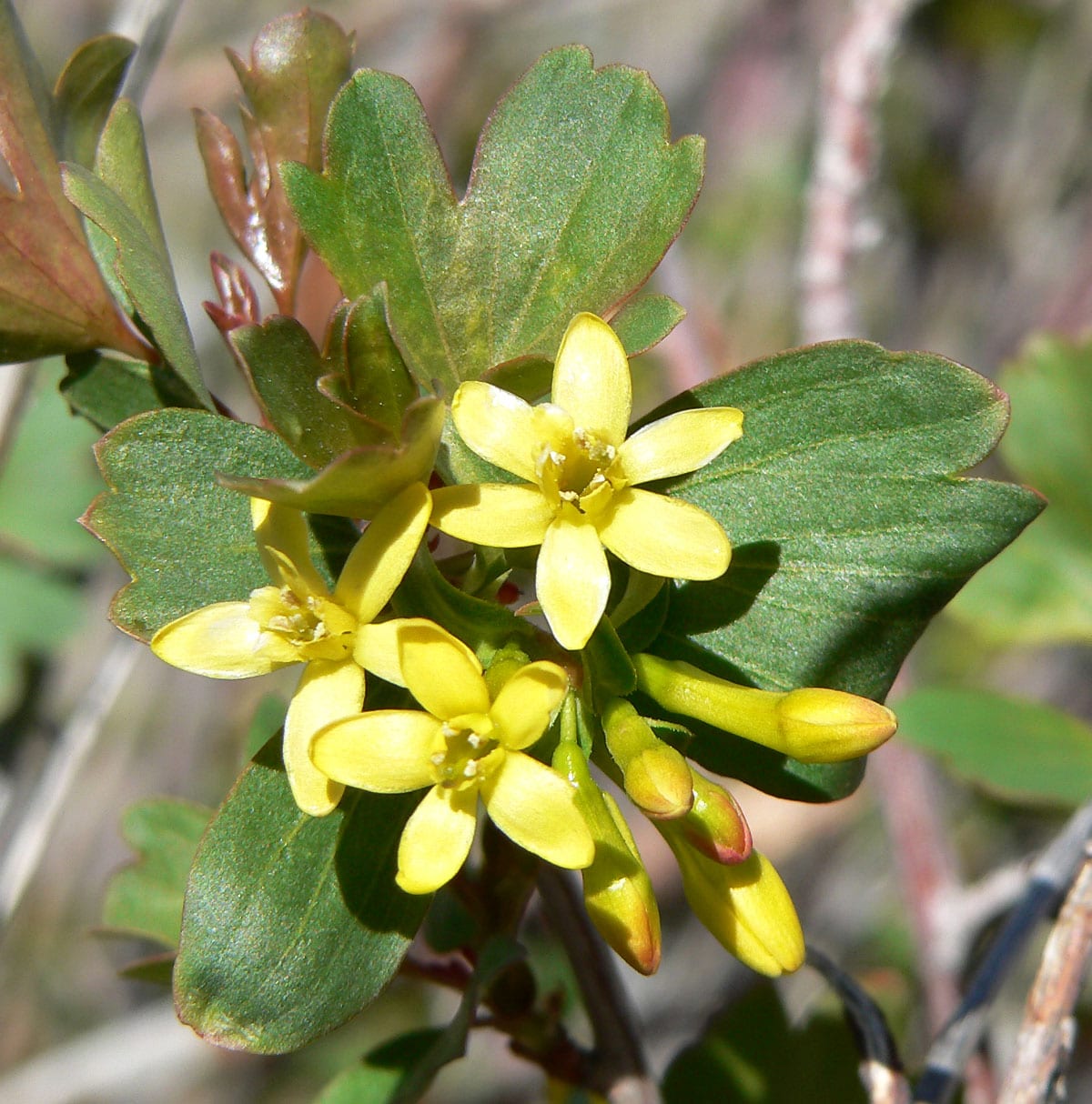 Golden currant (Ribes aureum)