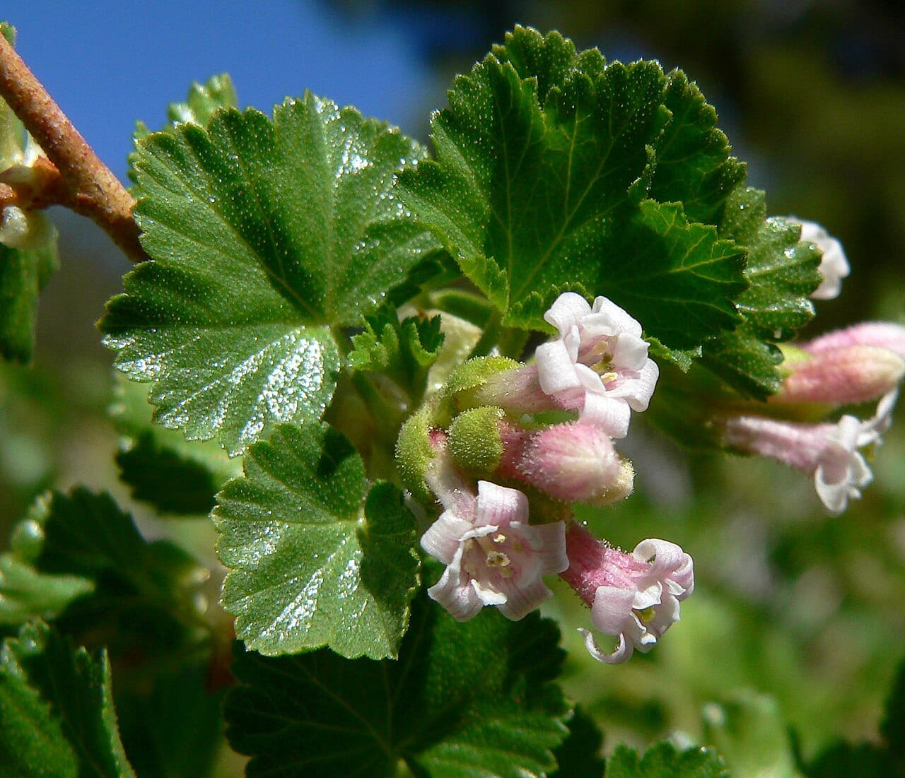 Whisky currant (Ribes cereum var. pedicellare)