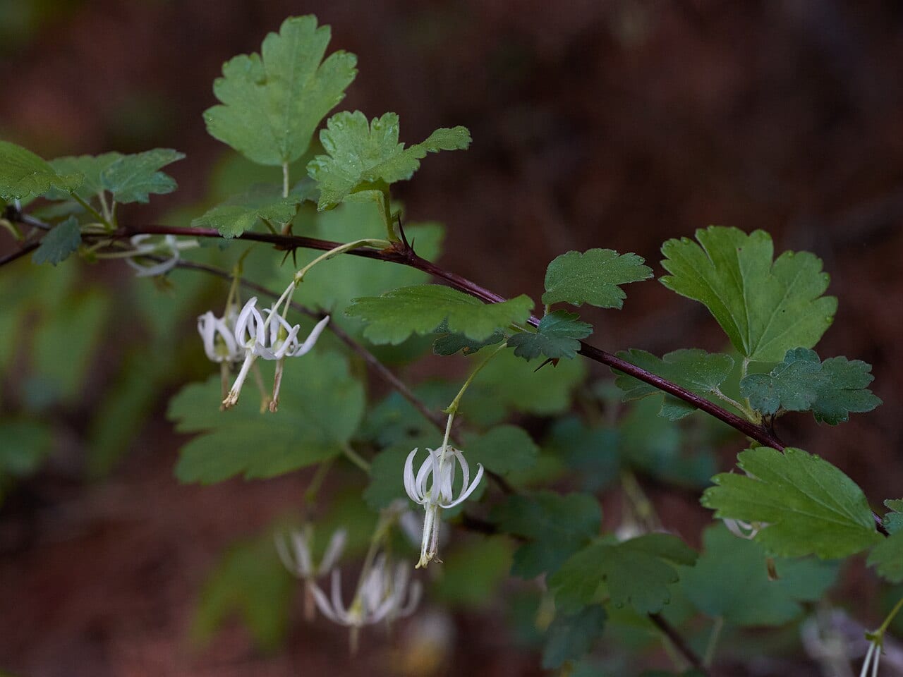 Granite gooseberry (Ribes curvatum)