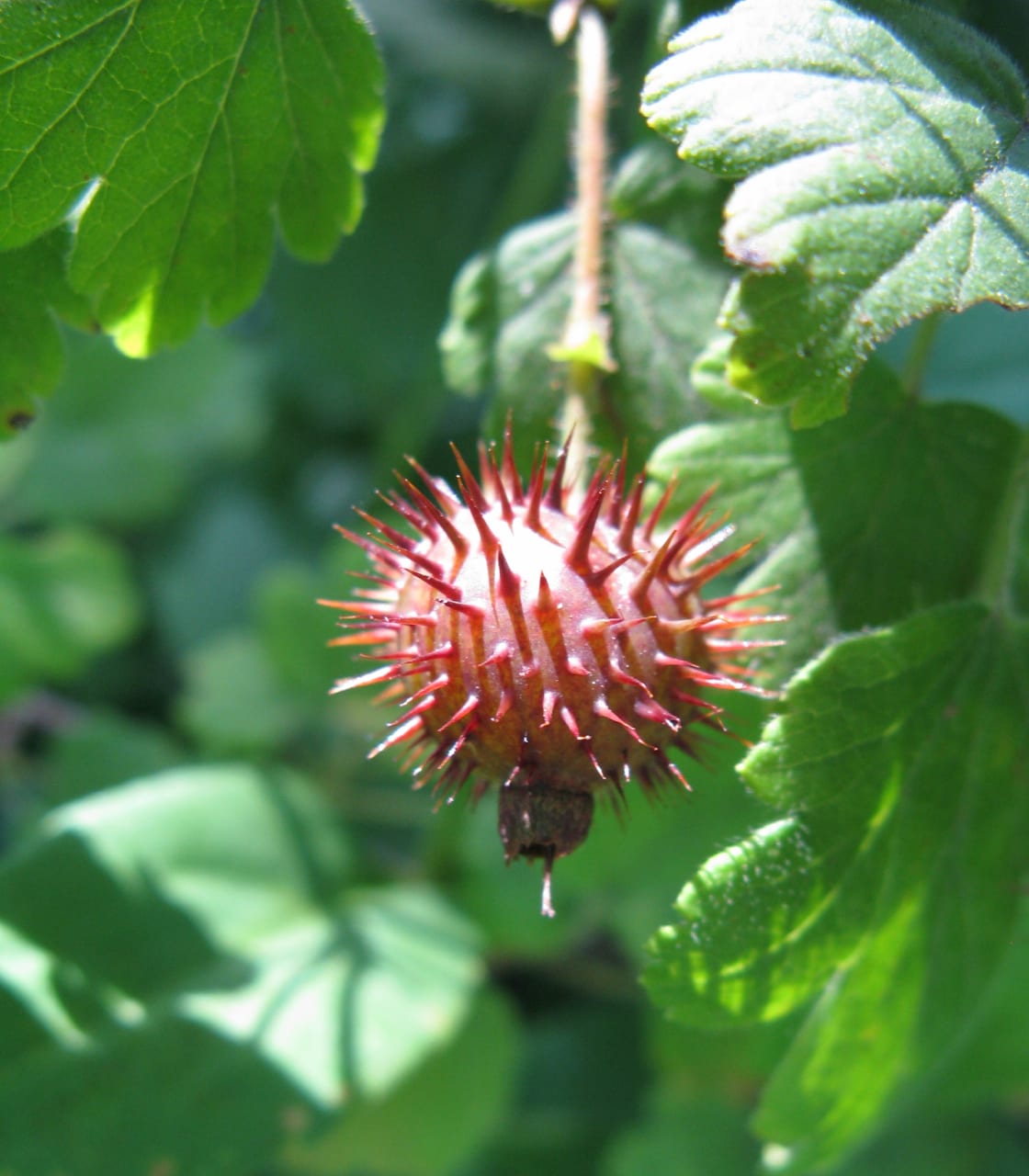 Eastern prickly gooseberry (Ribes cynosbati)