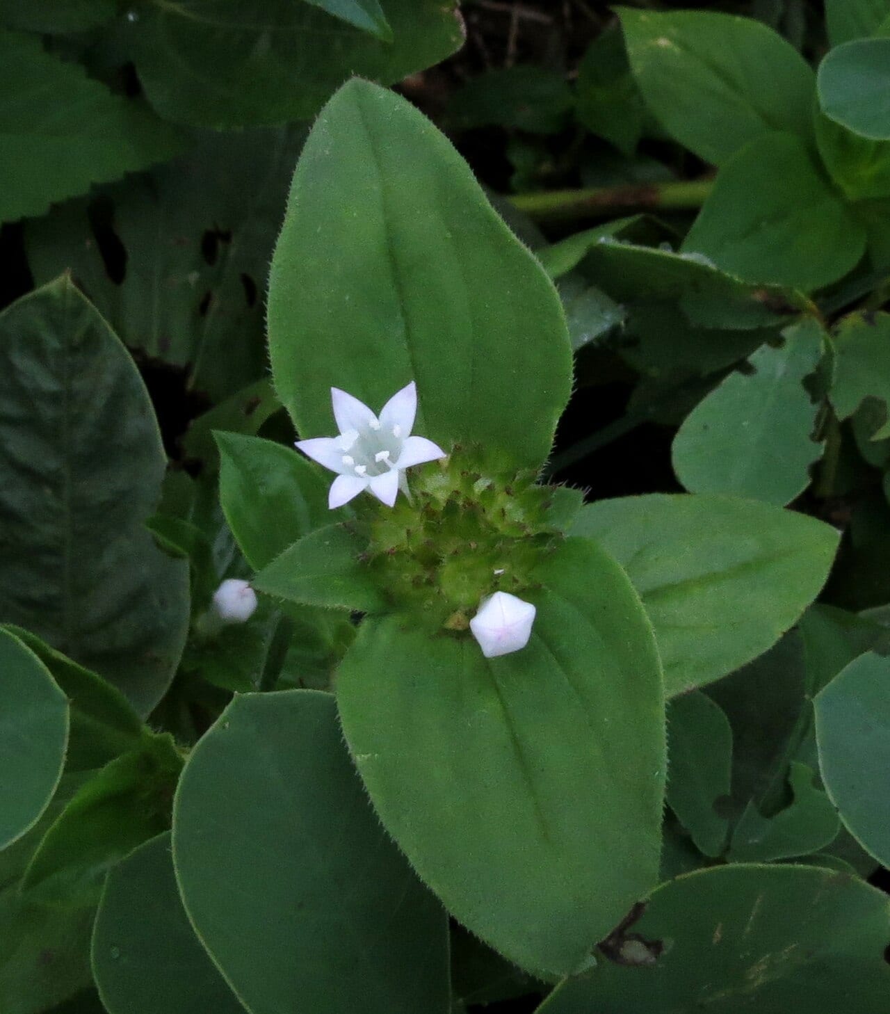 Rough mexican clover (Richardia scabra)