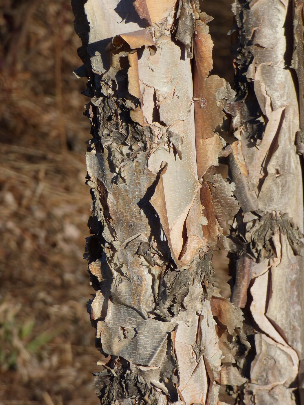 River Birch (Betula nigra) — multi-trunk specimen with salmon-pink exfoliating bark