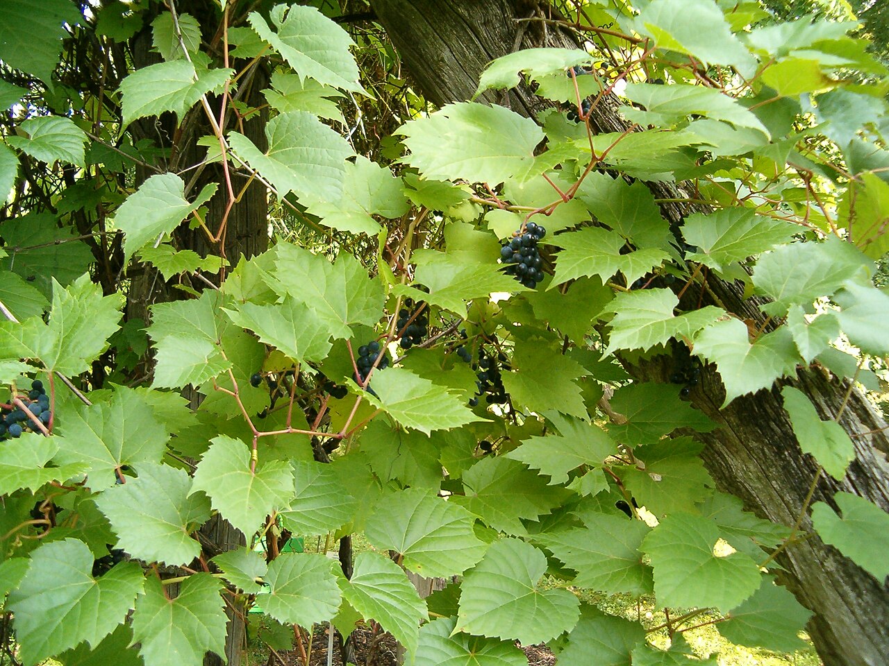 Riverbank Grape (Vitis riparia) — three-lobed leaves, tendrils, and clusters of dark purple grapes with heavy bloom