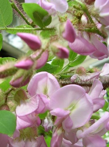 Bristly locust (Robinia hispida)