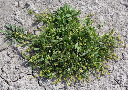 Blunt-leaf yellowcress (Rorippa curvipes var. truncata)