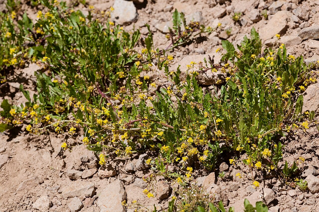 Blunt-leaf yellowcress (Rorippa curvipes)