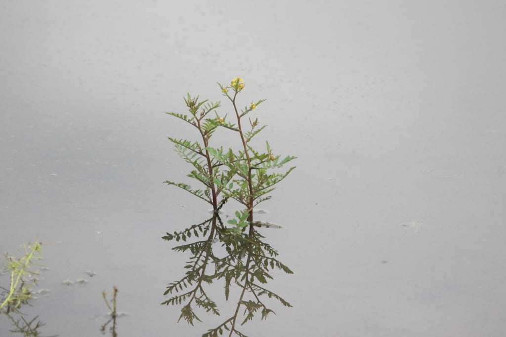 Hispid yellowcress (Rorippa palustris ssp. hispida)