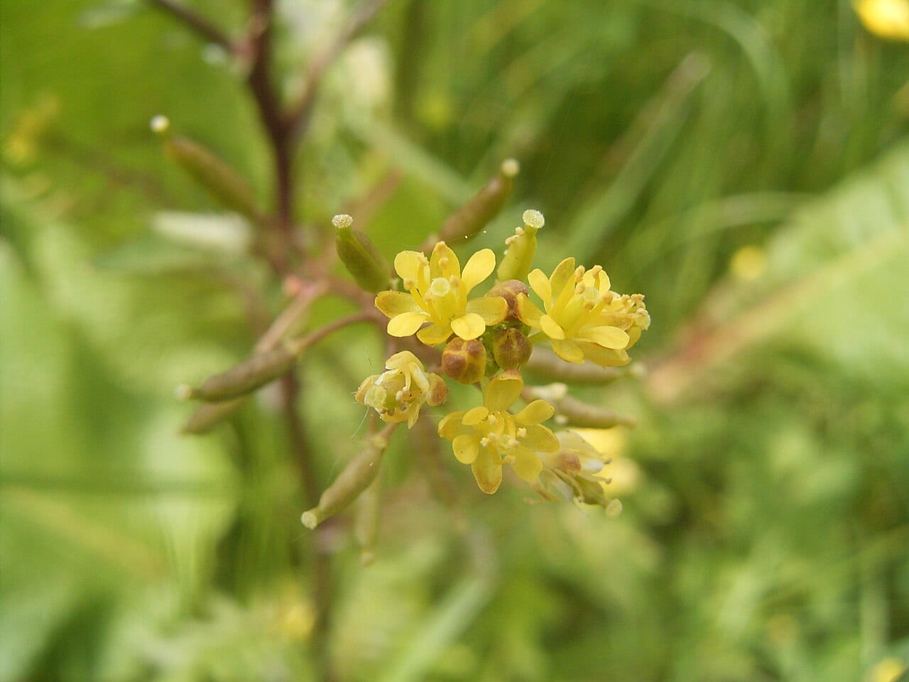 Bog yellowcress (Rorippa palustris)