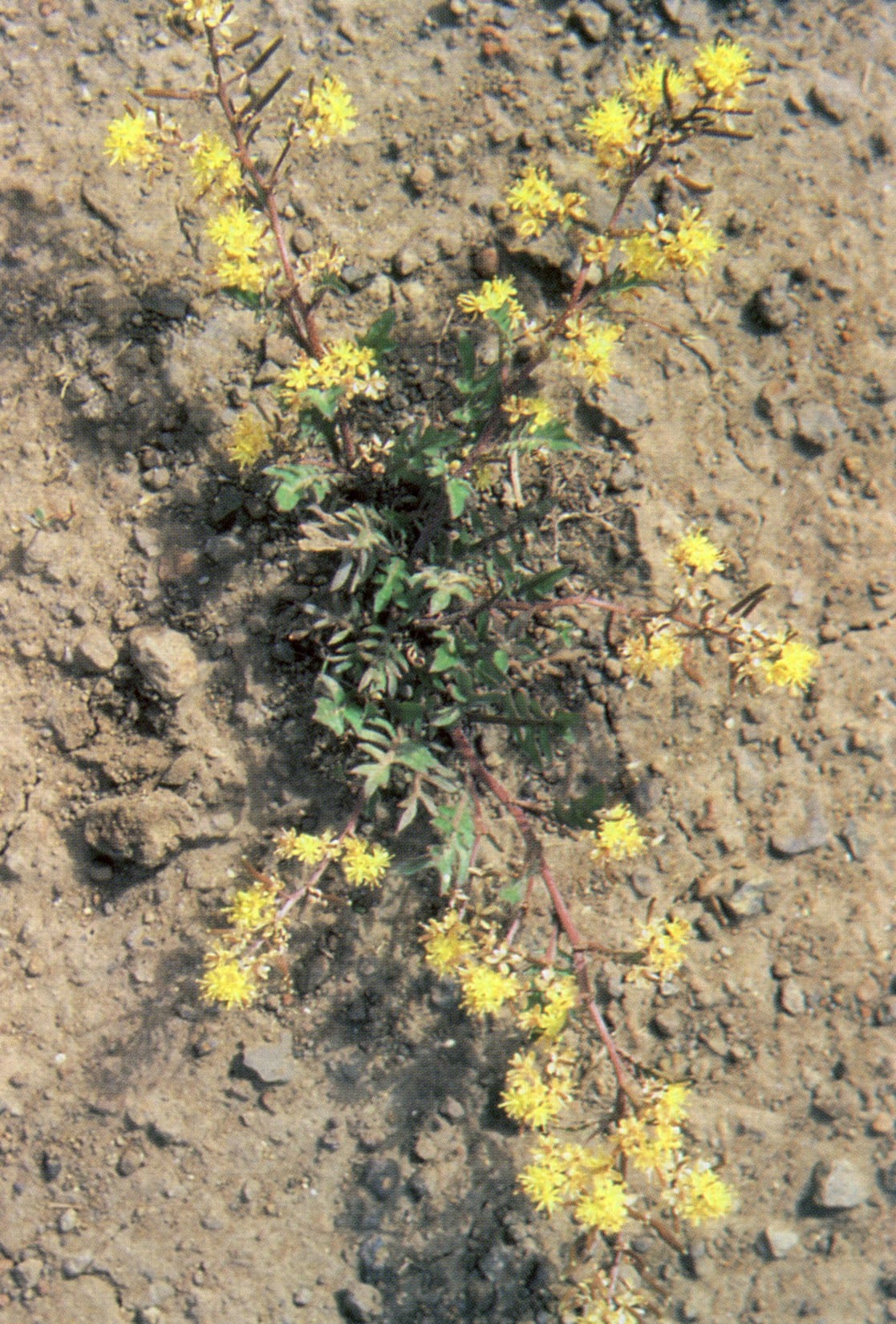 Blunt-leaf yellowcress (Rorippa sinuata)