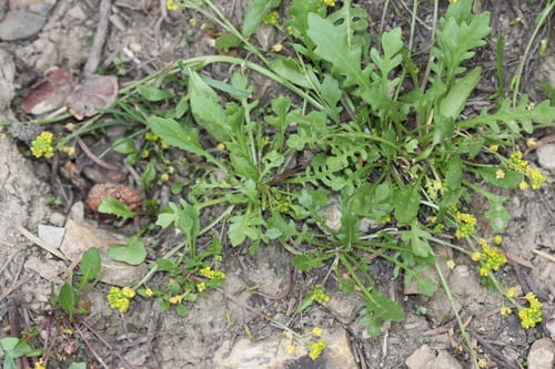 Modoc yellow cress (Rorippa tenerrima)