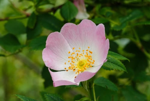 Hybrid rose (Rosa × rudiuscula)