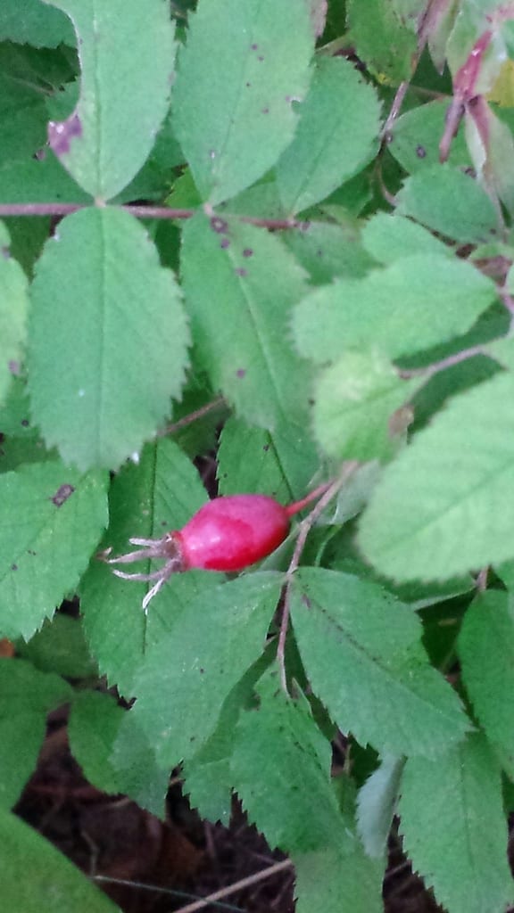 Prickly rose (Rosa acicularis ssp. sayi)