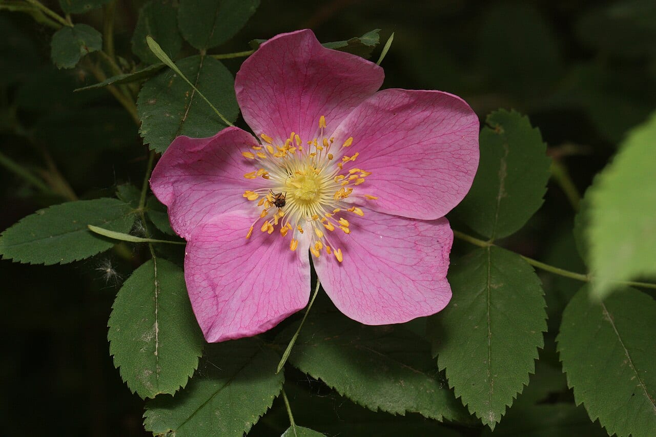 Prickly rose (Rosa acicularis)
